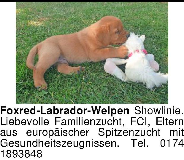 Vorschaubild der Anzeige, (Id: 2064019)