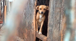 Vorschaubild der Anzeige, (Id: 1991359)